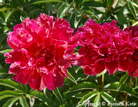 Paeonia lactiflora 'Marechal Mac Mahon'